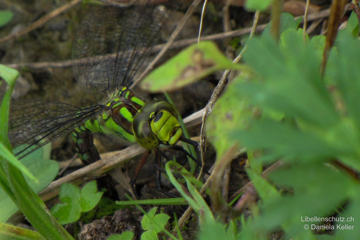 Blaugrüne Mosaikjungfer (Aeshna cyanea), Weibchen bei der Eiablage. Das Weibchen sitzt bei der Eiablage gerne an Land und sticht die Eier in nasse Erde oder Moos.