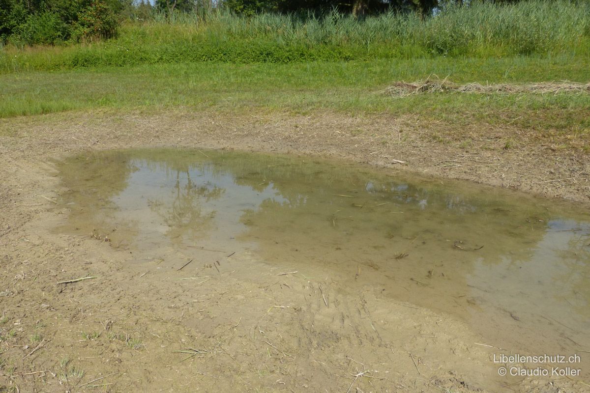 Flutmulde Dorfrüti im oberen Reusstal AG, Spätsommer. Im hinteren Teil der Flutmulde sind unbewachsene, sandige Ufer vorhanden. Wenn das Wasser nach maximaler Flutung allmählich wieder sinkt finden sich Pionierarten wie die Kleine Pechlibelle (I. pumilio) meist erst für eine zweite Generation ein.