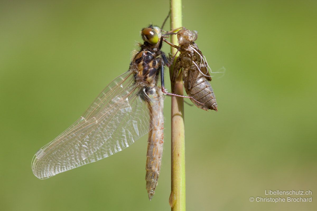 Grosse Moosjungfer (Leucorrhinia pectoralis), Jungtier. Ganz frisch geschlüpftes Exemplar, ohne Färbung am einfachsten über die Exuvie zu bestimmen.