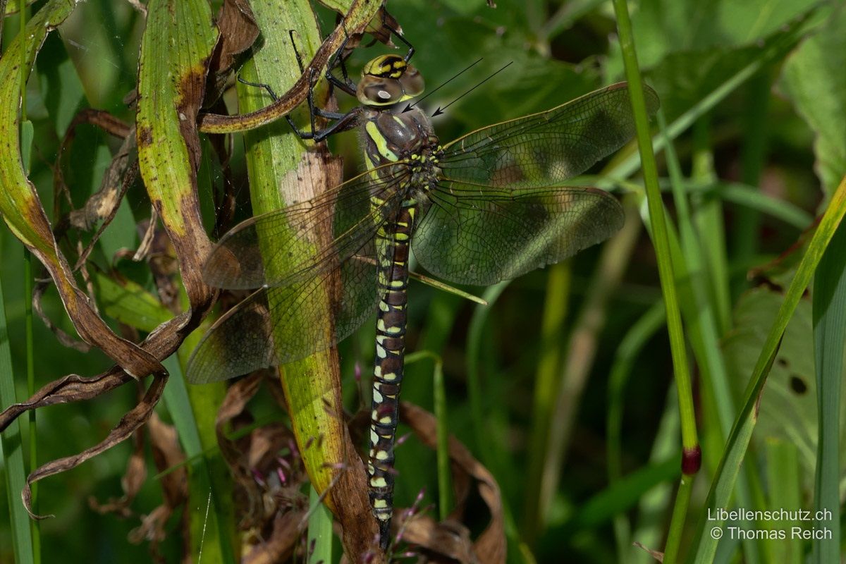 Torf-Mosaikjungfer (Aeshna juncea), Weibchen. Abdomen braun, mit gelben Flecken. Thorax braun, mit zwei breiten gelben Bändern. Gelbe Antehumeralstreifen kurz.