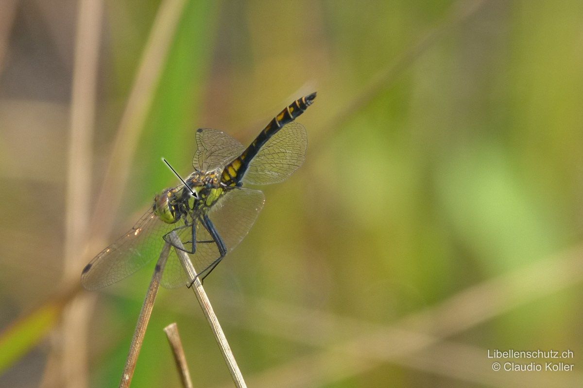 Schwarze Heidelibelle (Sympetrum danae), Männchen. Thoraxseiten gelb, mit breitem schwarzem Band und drei arttypischen gelben kleinen Flecken.