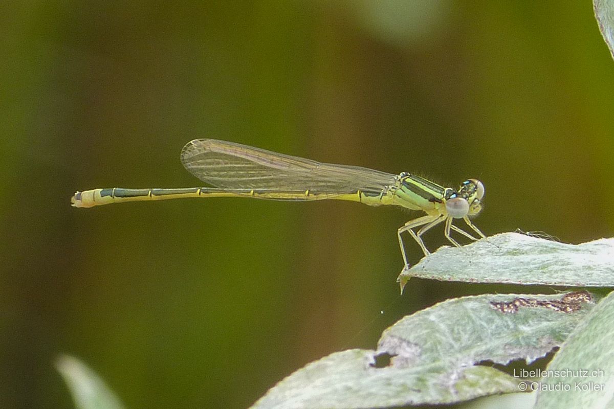 Kleine Pechlibelle (Ischnura pumilio), Jungtier. Farben beim jungen Männchen blasser als bei Adulten. Das Schlusslicht ist aber bereits gut erkennbar.