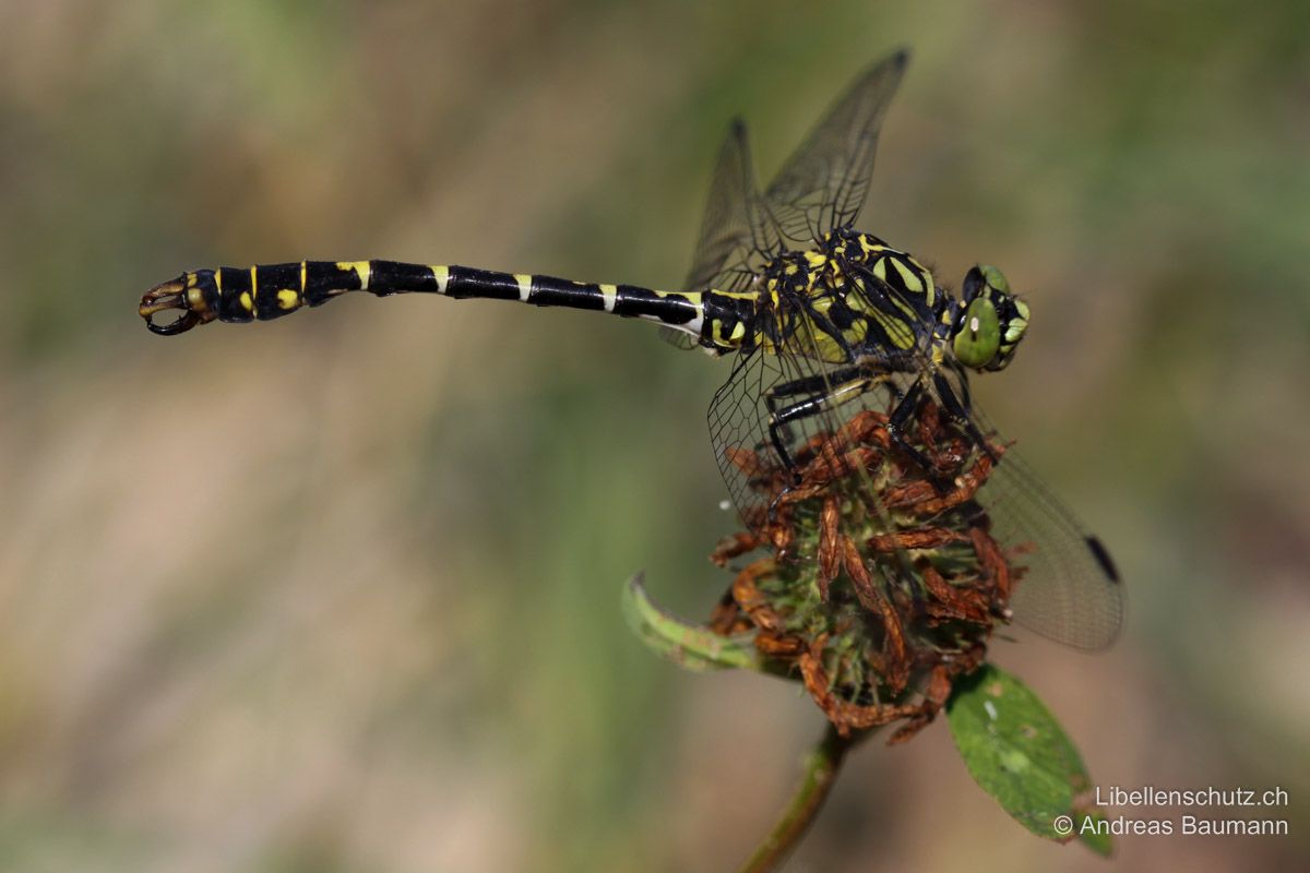 Kleine Zangenlibelle (Onychogomphus forcipatus forcipatus), Männchen. Abdomen keilförmig verbreitert (S8-S10), mit markanten zangenartigen Hinterleibsanhängen. Obere Anhänge meist dunkel braun. Färbung bei beiden Geschlechtern gelb und schwarz, Zeichnung variabel. Mittlerer schwarzer Streifen an Thoraxseite meist durchgehend.