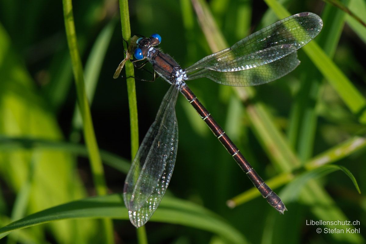 Glänzende Binsenjungfer (Lestes dryas), Weibchen. Altes Weibchen mit intensiver Kupferfärbung. Im Alter können auch die Augen des Weibchens blau werden.