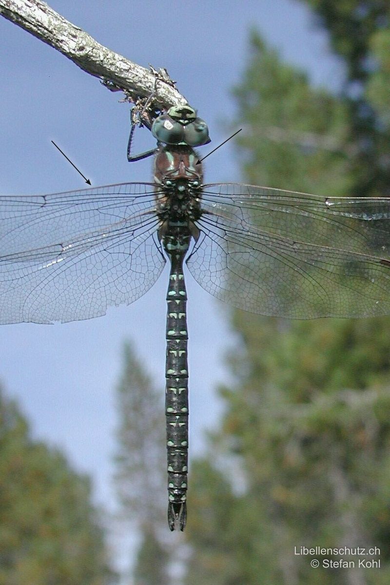 Hochmoor-Mosaikjungfer (Aeshna subarctica), Männchen. Mit relativ kleinen und eher blassen statt leuchtenden farbigen Flecken auf dem Abdomen. Antehumeralstreifen eher blass bläulich (bei Aeshna juncea gelb). Flügelvorderrand braun (bei Aeshna juncea gelb).