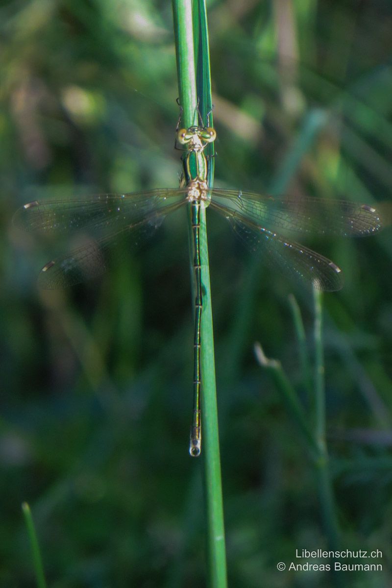 Südliche Binsenjungfer (Lestes barbarus), Männchen. Charakteristisch für diese Art ist das zweifarbige Pterostigma. Die Hinterleibsanhänge des Männchens sind hell/weiss.