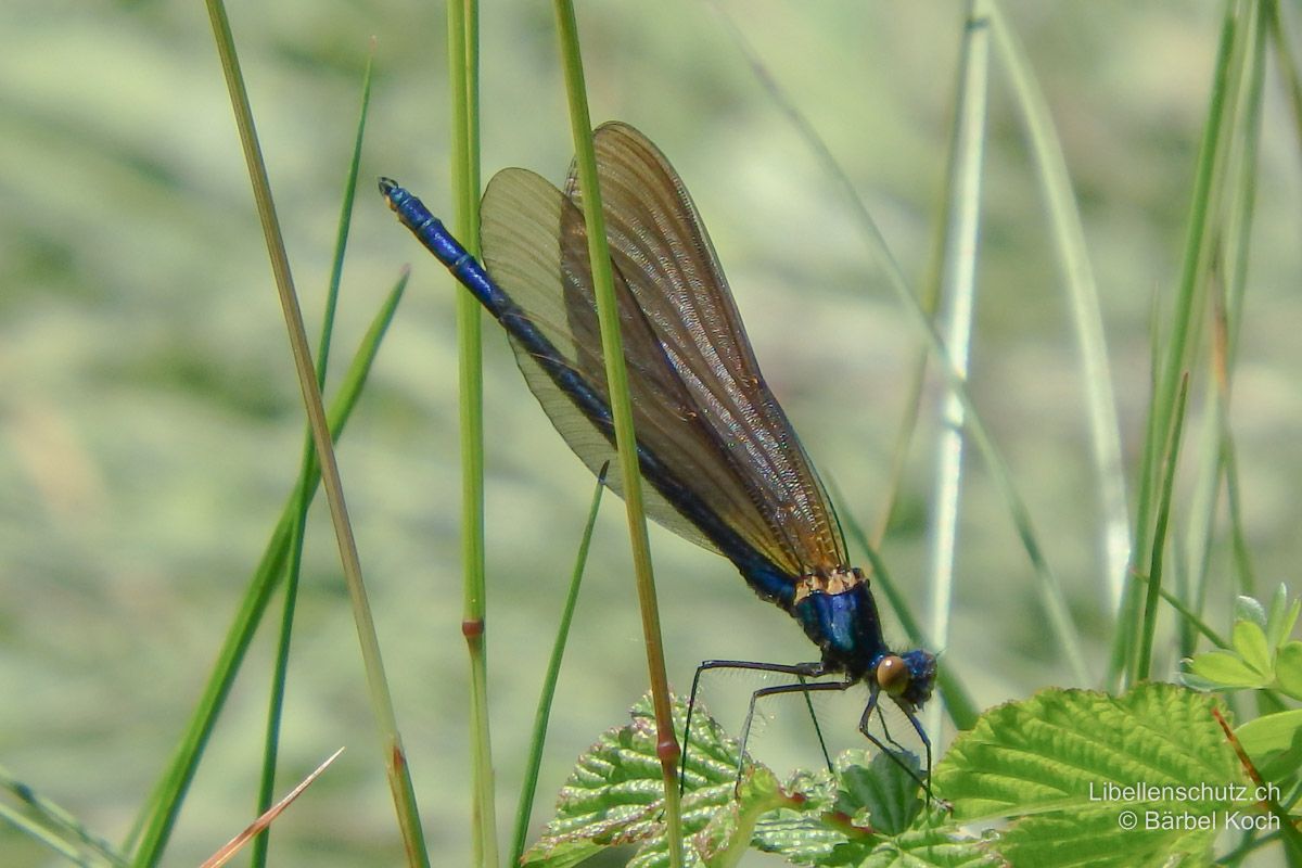 Blauflügel-Prachtlibelle (Calopteryx virgo), junges Männchen. Die Flügel nehmen erst später ihre Farbe an als der Körper und erscheinen in diesem Stadium noch bräunlich transparent. Auch die Augen sind noch nicht ausgefärbt.