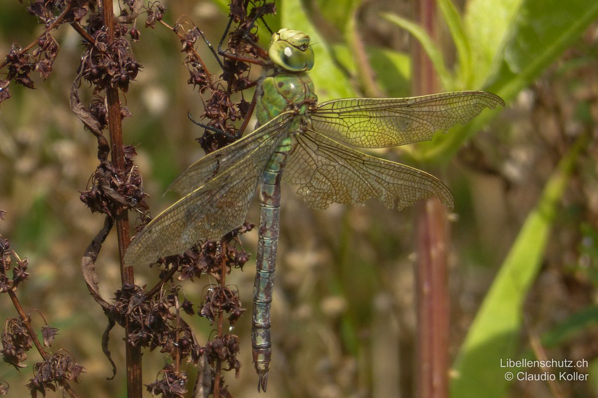 Grosse Königslibelle (Anax imperator), Weibchen. Altes Exemplar mit abgetragenen Flügeln. Das Abdomen hat einen bläulich-grauen Schimmer.