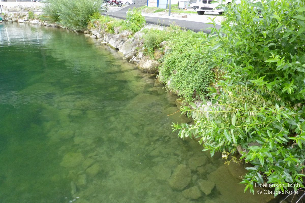 Ufer des Vierwaldstättersee bei Hergiswil NW. Verbautes und relativ vegetationsarmes Ufer im Hafen von Hergiswil. Hier fliegt die seltene Westliche Geisterlibelle (B. irene). Die Tiere schlüpfen am nahen Lopper oft zusammen mit Glänzenden Smaragdlibellen (S. metallica). Exuvien sind an Steinen und Mauern entlang der Ufer zu finden.