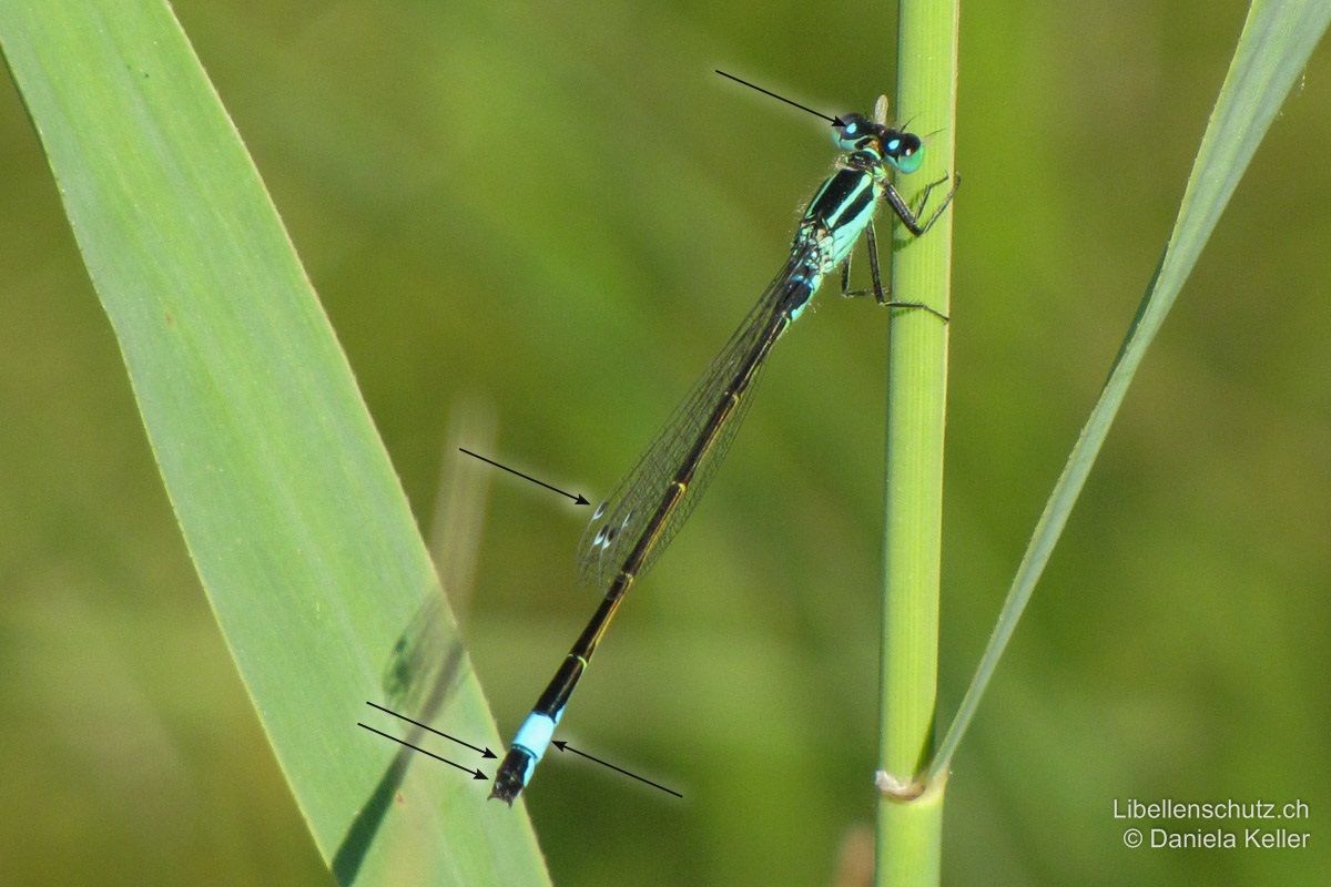 Grosse Pechlibelle (Ischnura elegans), Männchen. S8 oberseits blau, S9-S10 vollständig schwarz. Postokularflecken rundlich. Pterostigma beim Männchen zweifarbig schwarz-weiss.