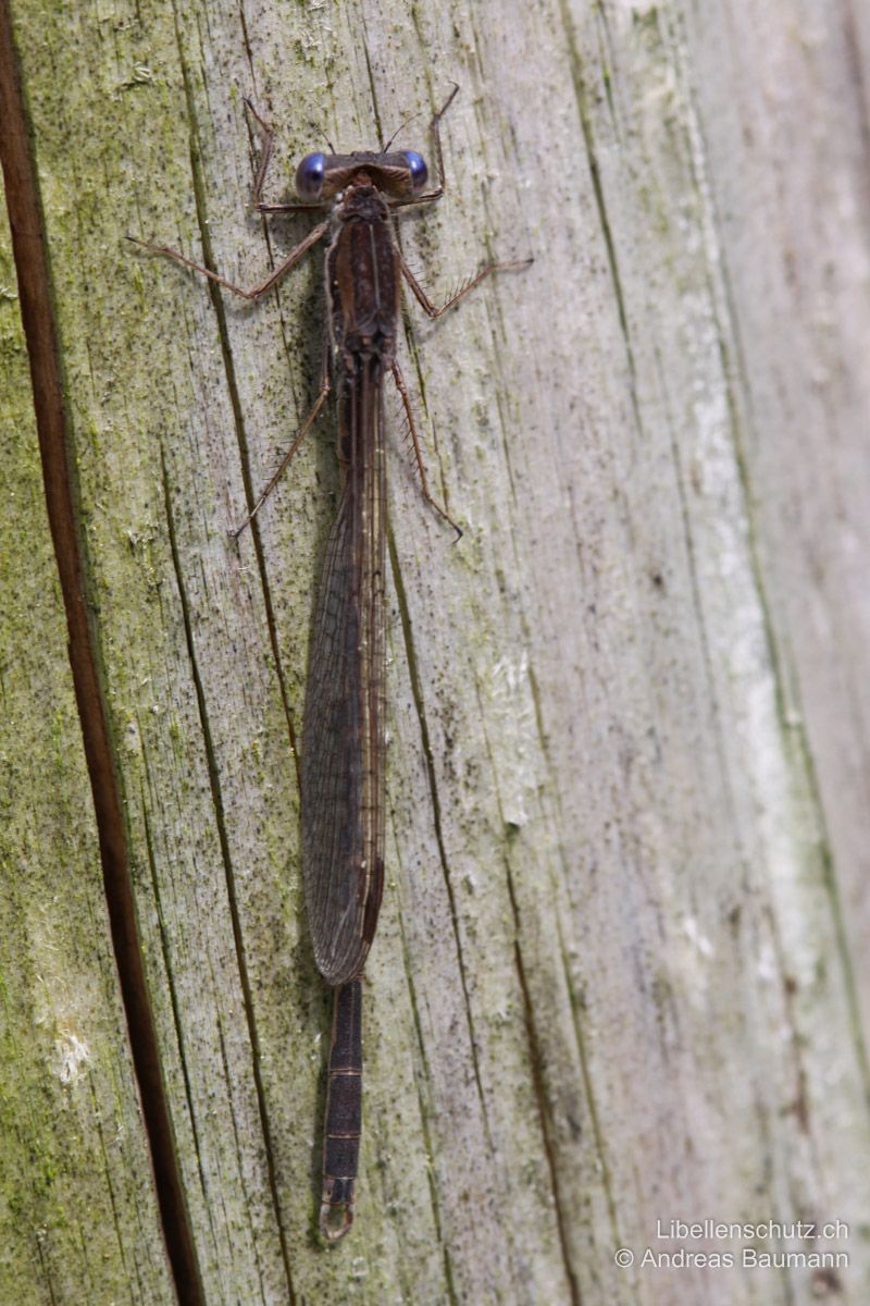 Gemeine Winterlibelle (Sympecma fusca), Männchen. Die Flügel werden oft wie Sonnenkollektoren beide auf einer Seite des Körpers gehalten. Bei diesem geschlechtsreifen Tier im Frühling weisen die Augen einen typisch bläulichen Glanz auf.