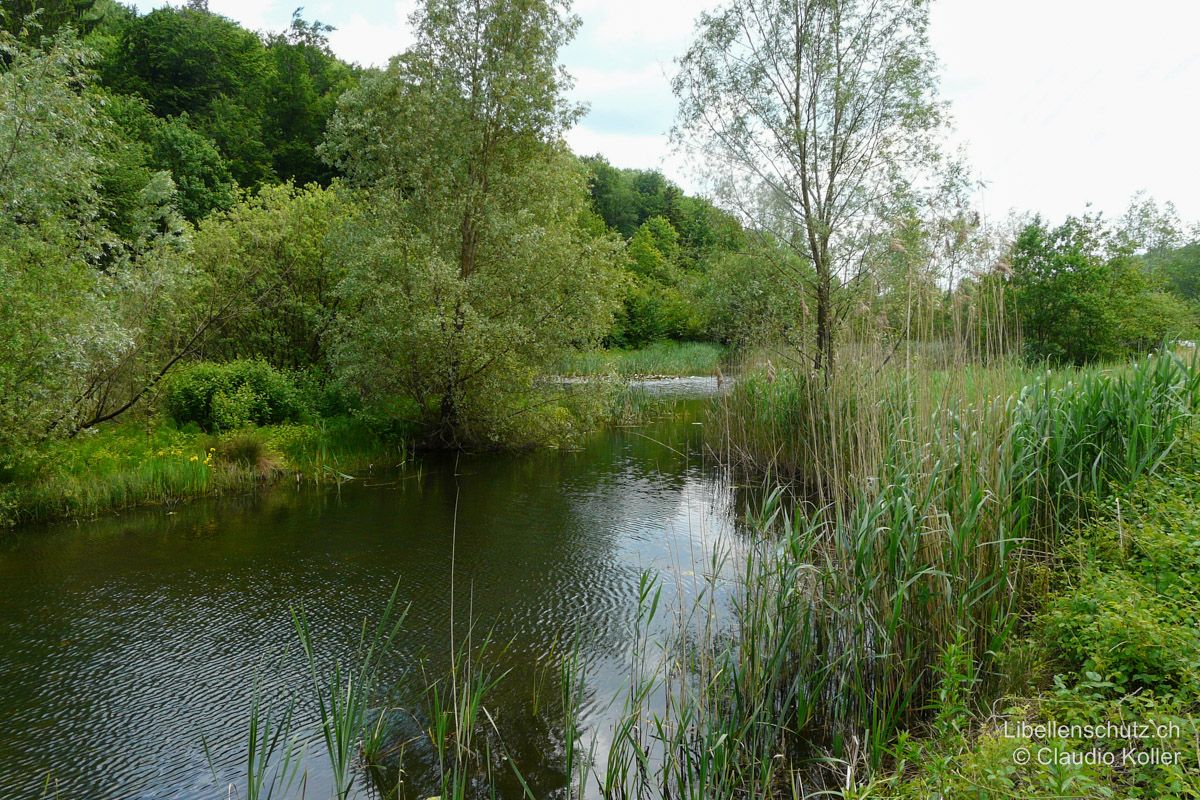 Dättnauer Weiher bei Winterthur ZH. An diesem bereits älteren, reifen Weiher in einer ehemaligen Lehmgrube hat sich eine der wenigen Populationen der Zierlichen Moosjungfer (L. caudalis) in der Schweiz angesiedelt. Eine gut ausgebildete Unterwasservegetation ist für die Entwicklung der Art entscheidend.