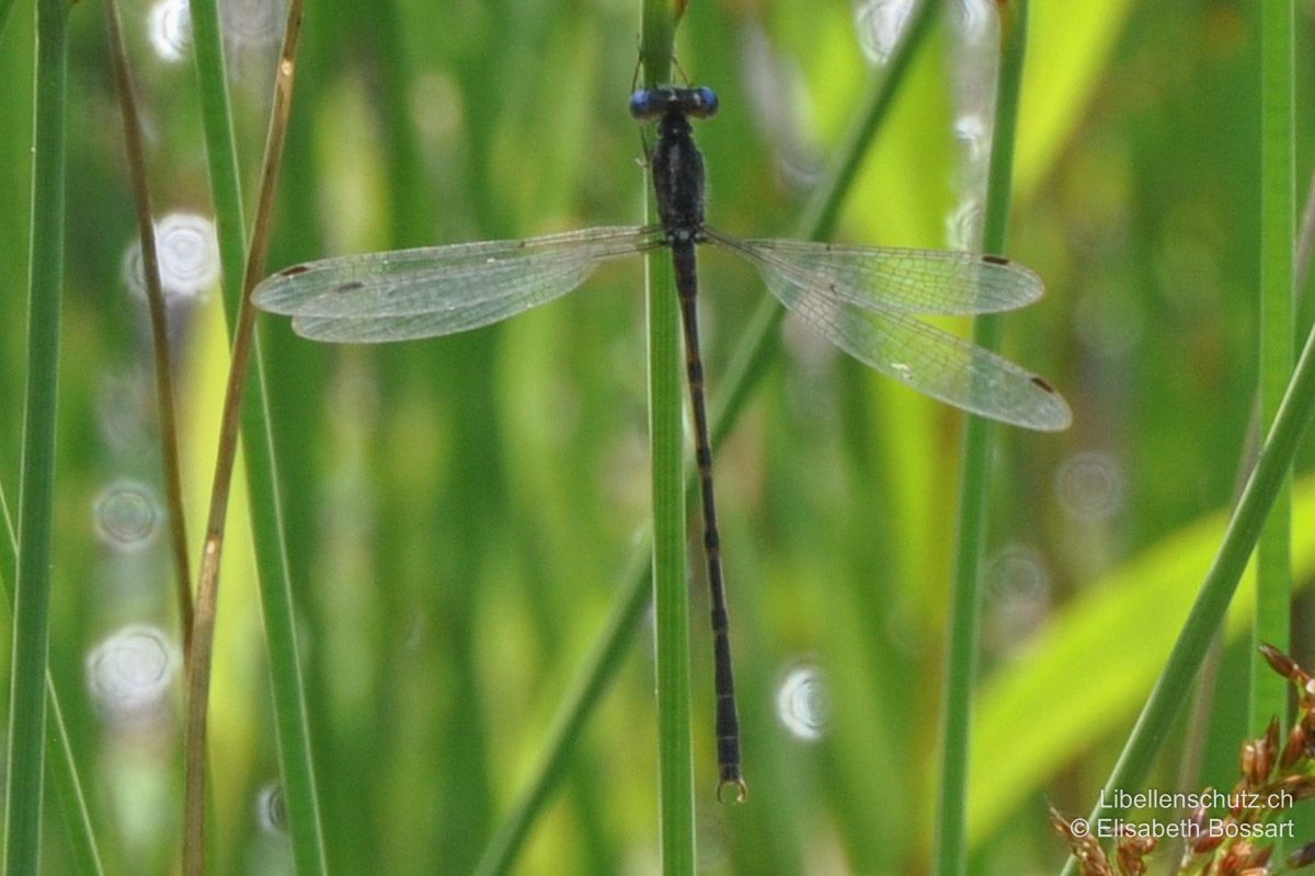 Gemeine Winterlibelle (Sympecma fusca), Männchen. Dieses Tier zeigt eine aussergewöhnliche Flügelhaltung. Die Flügel sind abgespreizt, wie es sonst eigentlich für Binsenjungfern (Lestes) typisch ist.