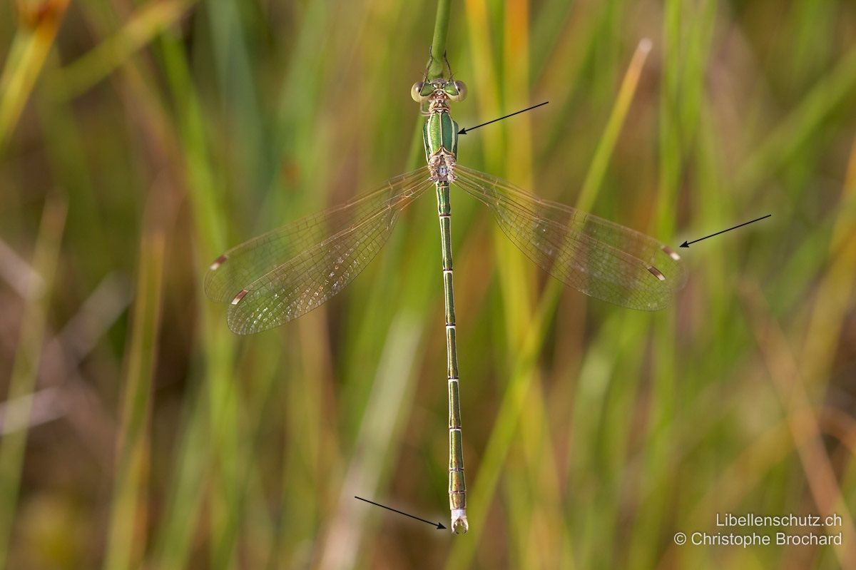 Südliche Binsenjungfer (Lestes barbarus), Männchen. Körper metallisch grün bis kupferfarben, mit auffällig breiten hellen Antehumeralstreifen. Pterostigmen zweifarbig (innen hellbraun, aussen weisslich). Mit typischen weissen Hinterleibsanhängen.