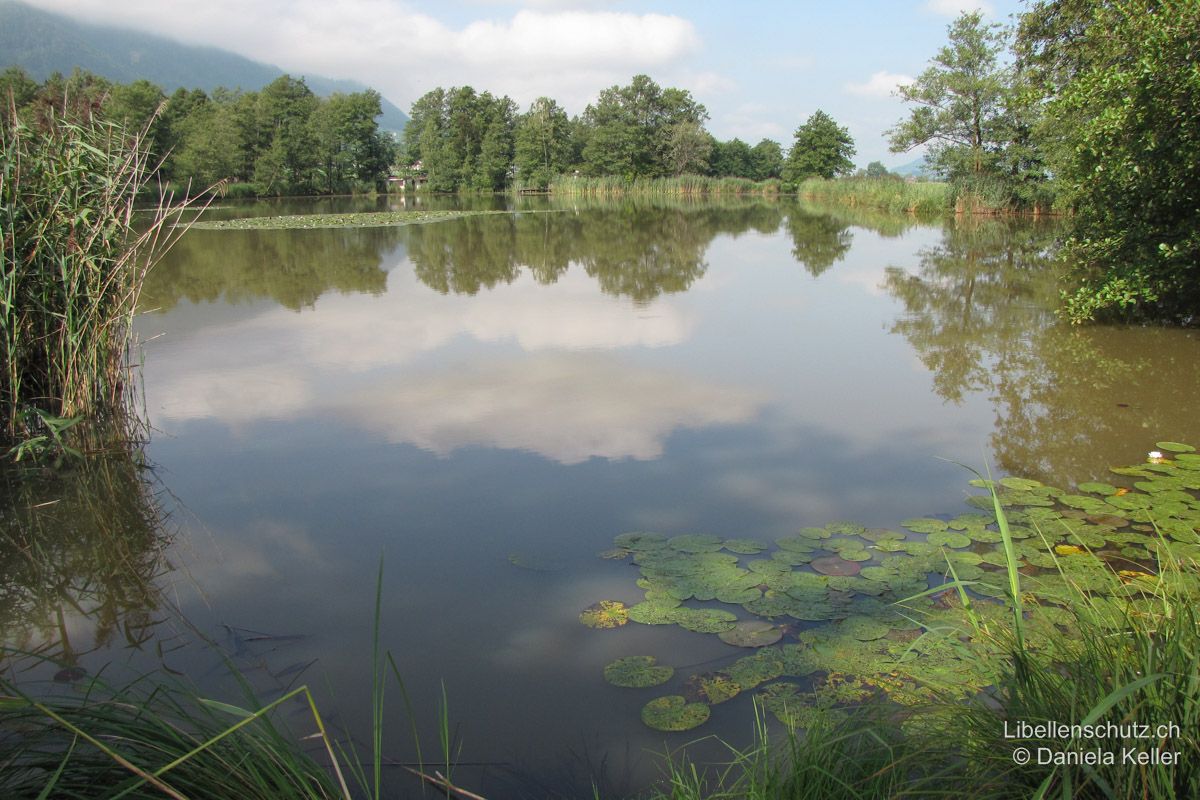 Kleiner See bei Bilten GL. Dieser See ist von einem Flachmoor umgeben. Er hat eine gut ausgebildete Schwimmblattvegetation, einen Schilfgürtel und Ufergehölze. Auf den Seerosenblättern halten sich häufig Granataugen (Erythromma spp.) auf, entlang der schattigeren Buchten patrouilliert die Glänzende Smaragdlibelle (S. metallica). Auch der Grosse Blaupfeil (O. cancellatum) lässt sich auf Sitzwarten in den Uferbereichen beobachten.