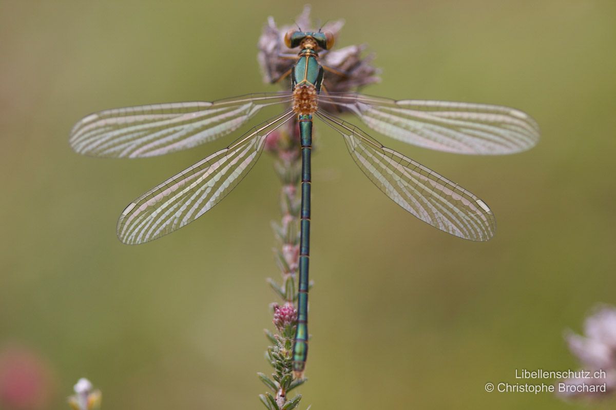 Glänzende Binsenjungfer (Lestes dryas), Weibchen. Frisch geschlüpfte Weibchen sind metallisch grün und insgesamt deutlich robuster gebaut als Weibchen von anderen Binsenjungfern. Die Pterostigmen sind hier noch nicht ausgefärbt.