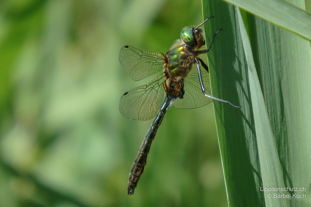 Falkenlibelle (Cordulia aenea), Männchen. Thorax mit langen braunen Haaren.