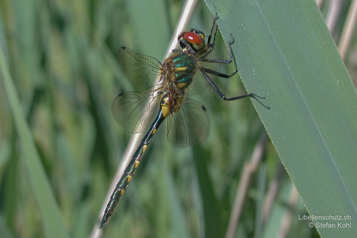 Gefleckte Smaragdlibelle (Somatochlora flavomaculata), Jungtier. Junges Männchen mit rötlichen Augen. Der Thorax ist dicht behaart und hat, als einzige Art der Gattung Somatochlora, an den Seiten zwei gelbe Flecken. Auch diese verblassen im Alter.