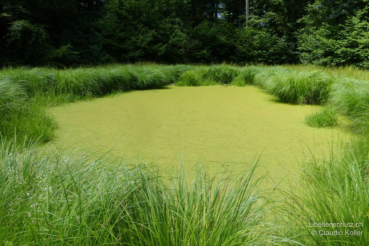 Weiher am Waldrand bei Hedingen ZH. Dieser Weiher ist zwar ziemlich gross, jedoch auf Grund des hohen Nährstoffgehalts vollständig mit Wasserlinsen bedeckt. Die Wasserfläche ist kaum sichtbar und deshalb für Libellen unattraktiv.