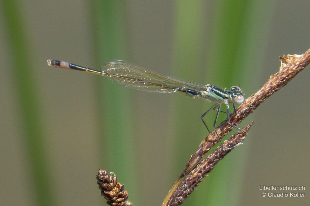 Grosse Pechlibelle (Ischnura elegans), Jungtier. Schon sehr bald nach dem Schlupf ist das helle Schlusslicht auf S8 zu erkennen.