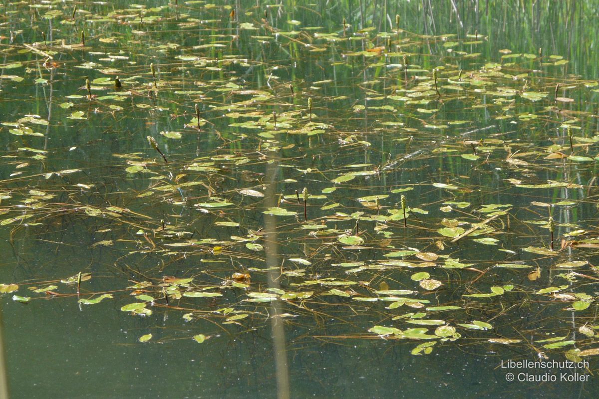 Waldweiher bei Dättnau ZH. Eine gut ausgebildete Schwimm- und Tauchblattvegetation bietet Sitzwarten und Eiablageplätze für viele Kleinlibellenarten (Zygoptera) wie Azurjungfern (Coenagrion sp.) und Granataugen (Erythromma sp.).