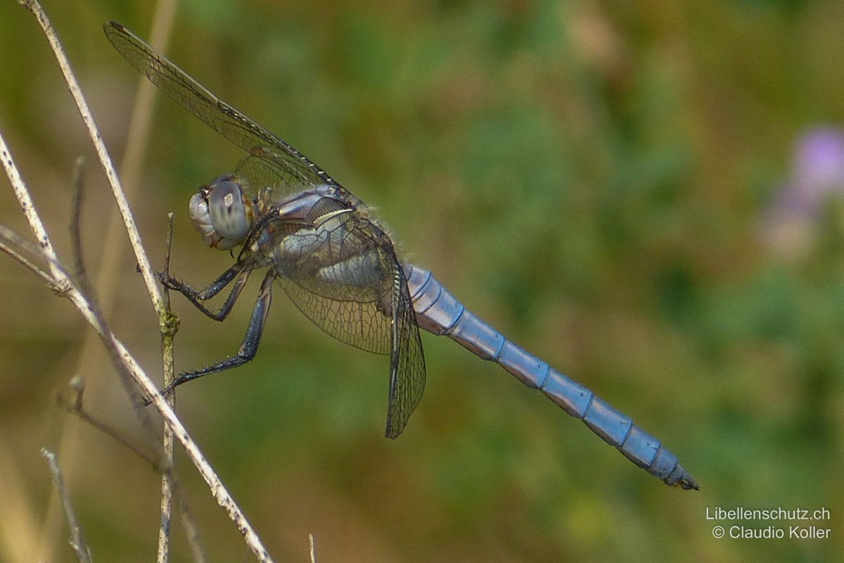 Südlicher Blaupfeil (Orthetrum brunneum), Männchen. Umfärbung noch nicht komplett, blaue Bereifung nicht voll ausgebildet, an einigen Stellen ist noch die gelb-beige Grundfarbe zu sehen.