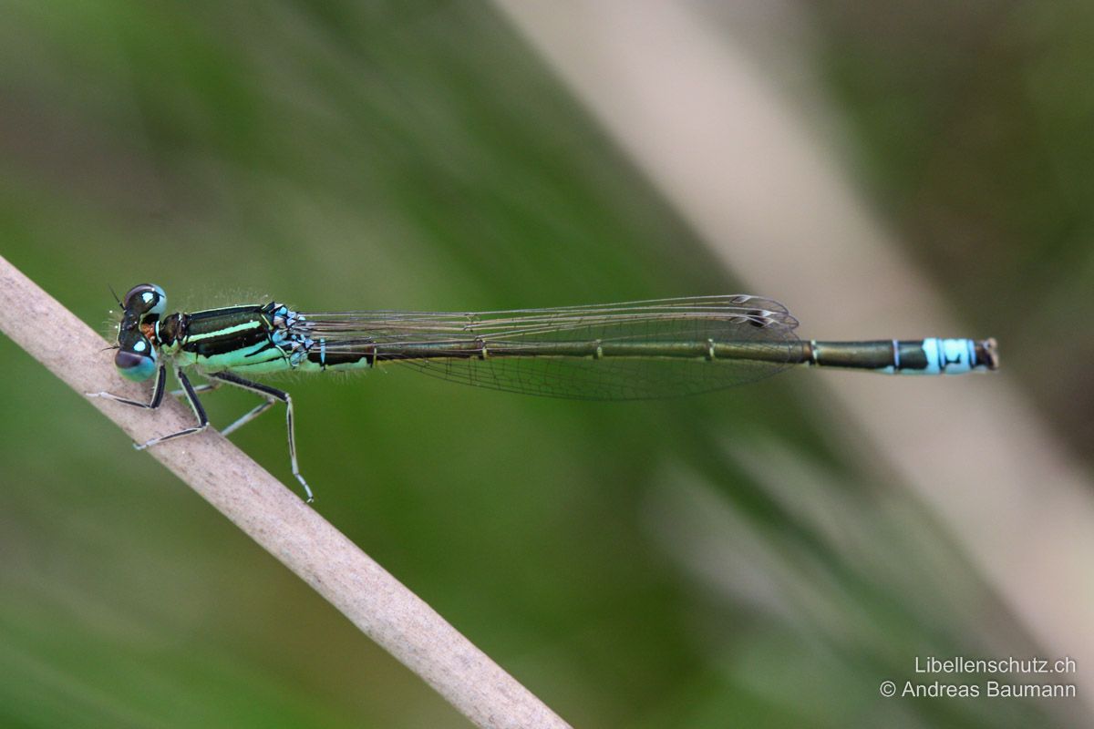 Kleine Pechlibelle (Ischnura pumilio), Männchen. Thoraxseiten blau, hier mit einem typischen Grünstich. Wenn dieses Merkmal gut ausgeprägt ist, dann gibt es auf Distanz meist den ersten Hinweis auf Ischnura pumilio.