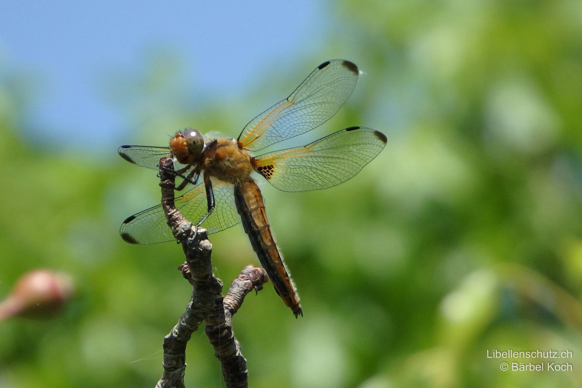 Spitzenfleck (Libellula fulva), Weibchen. Auch beim Weibchen ist das gattungstypische schwarze Dreieck an der Hinterflügelbasis gut zu sehen.