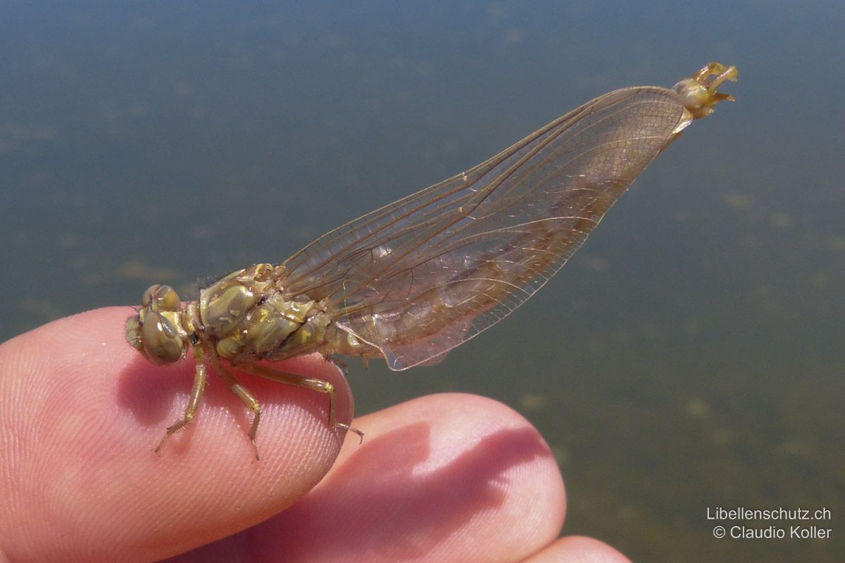 Kleine Zangenlibelle (Onychogomphus forcipatus forcipatus), Jungtier. Dieses frisch geschlüpfte Männchen ist noch farblos, aber bereits gut an den zangenartigen Hinterleibsanhängen zu erkennen.