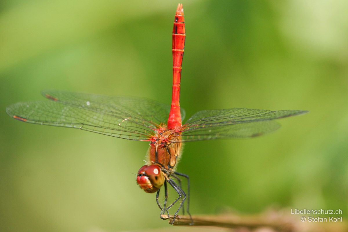 Blutrote Heidelibelle (Sympetrum sanguineum), Männchen. Dieses Männchen befindet sich in der Obelisk-Stellung. Das Abdomen wird dadurch vor starker Sonnenstrahlung geschützt.