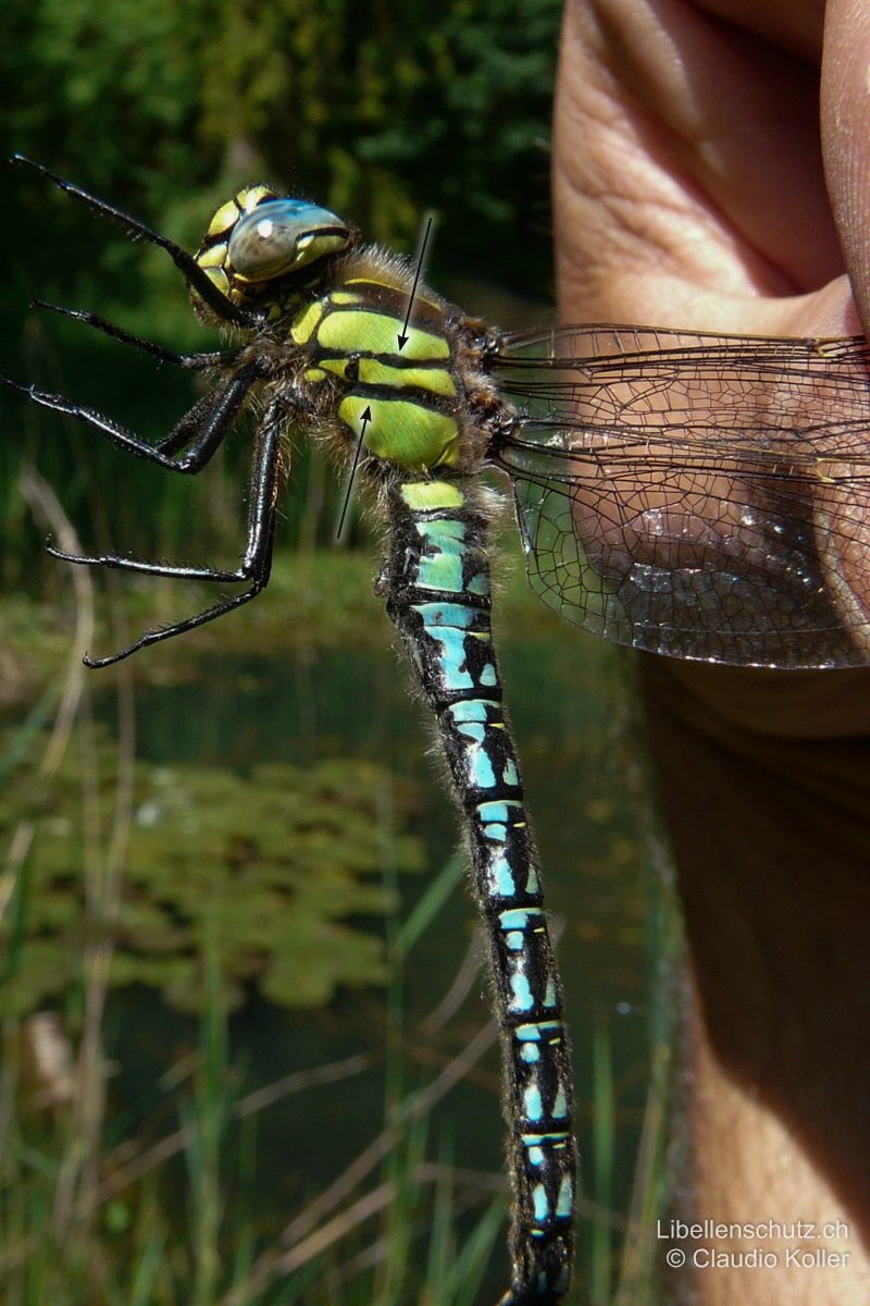 Früher Schilfjäger (Brachytron pratense), Männchen. Thorax und oberes Abdomen sind auffällig dicht behaart. Thorax grün, mit zwei durchgehenden schwarzen Seitenlinien.