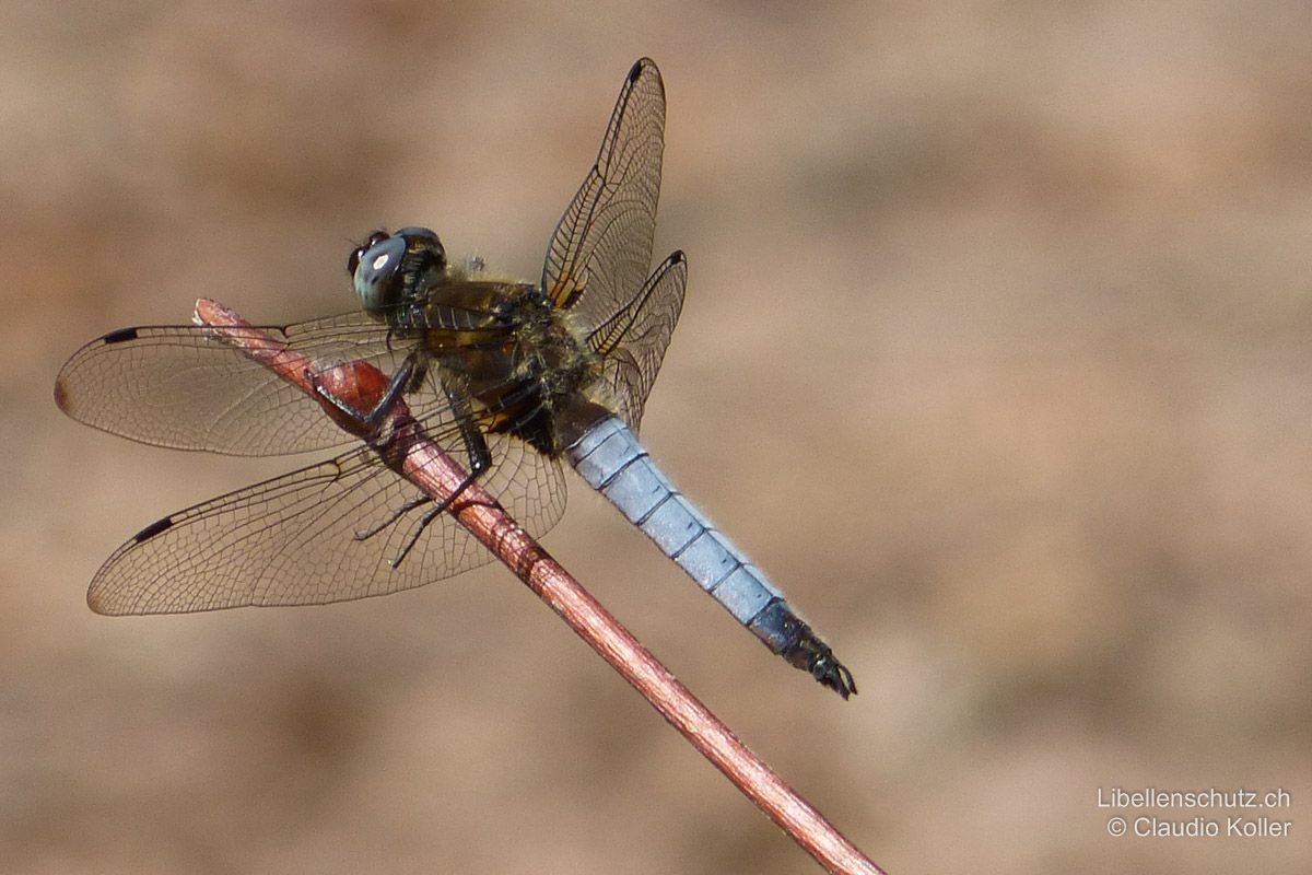 Spitzenfleck (Libellula fulva), Männchen. Noch unverpaartes Männchen ohne Paarungsmale. Die Flügelspitzen sind hier nur leicht dunkel getönt.