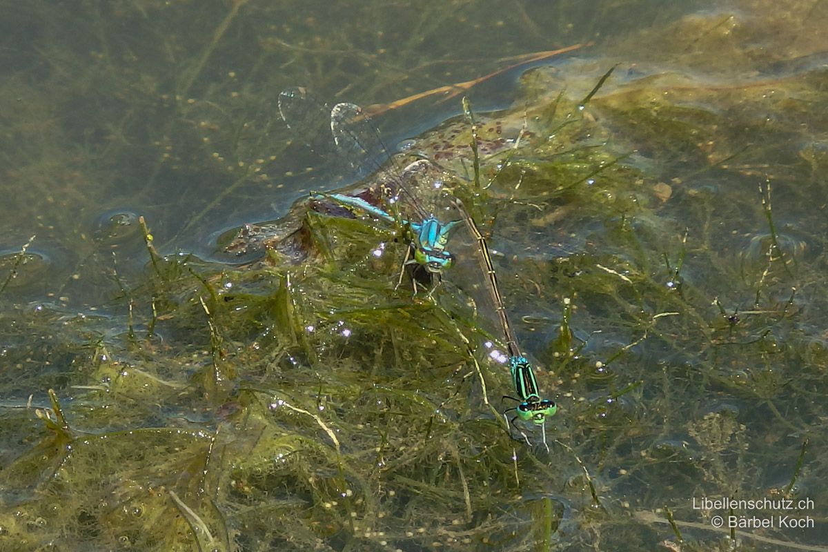 Grosse Pechlibelle (Ischnura elegans), Eibalage.