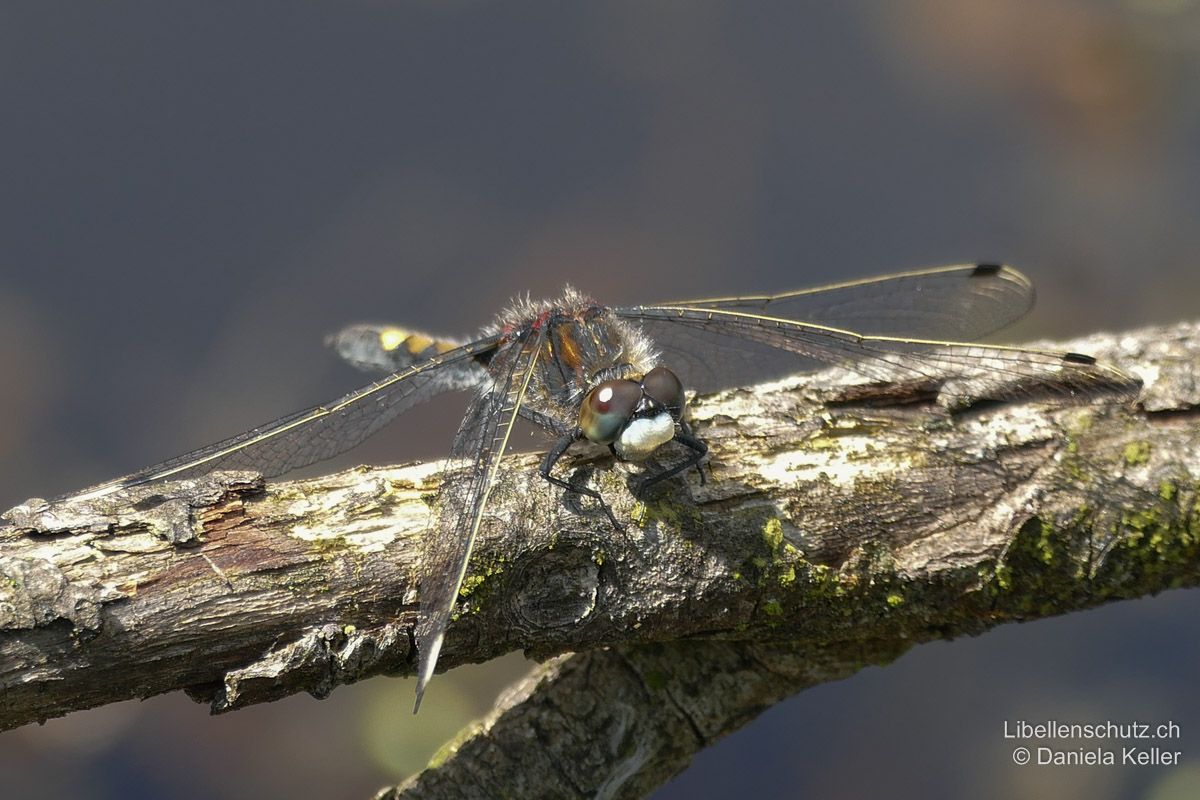 Grosse Moosjungfer (Leucorrhinia pectoralis), Männchen. Das Gesicht ist wie bei allen Moosjungfern weiss.