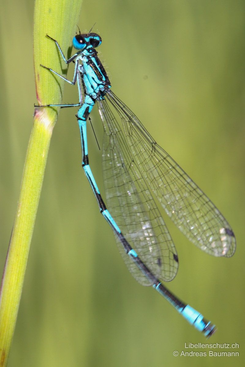 Fledermaus-Azurjungfer (Coenagrion pulchellum), Männchen. Zeichnung auf S2 sieht meist eher aus wie ein fettes "Y", fast immer gestielt (Achtung sehr variabel). S3-S5 mit schwarzen Ringen (Schwarzanteil 1/4-1/2 der Segmentlänge) und seitlichen Linien.