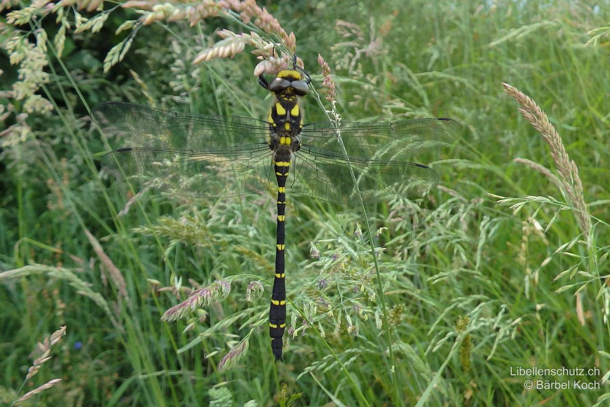 Gestreifte Quelljungfer (Cordulegaster bidentata), Jungtier. Bereits kurz nach dem Schlupf sind die arttypischen Merkmale sichtbar. Die Augen sind jedoch noch blass braungrün.