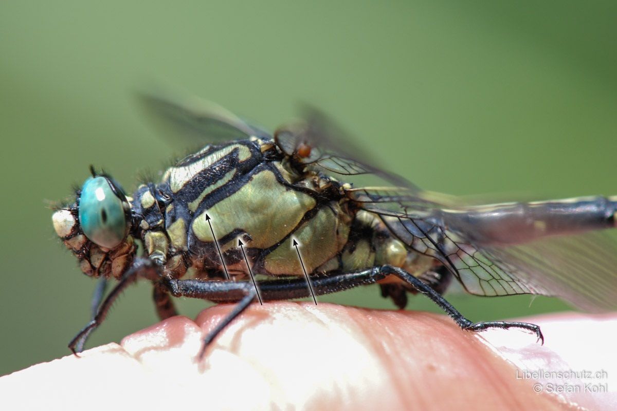 Gemeine Keiljungfer (Gomphus vulgatissimus), Männchen. Thoraxseite mit drei schwarzen Linien, von denen die mittlere bei dieser Art nur im Ansatz angedeutet ist und nicht bis in die Hälfte der Brust reicht. Die hinterste Linie ist gegen die Beine hin gegabelt.