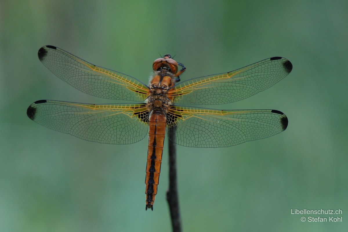 Spitzenfleck (Libellula fulva), Weibchen. Abdomen orange mit schwarzem Mittelstrich, Augen braun. Die schwarzen Flügelspitzen sind beim Weibchen oft viel prominenter als beim Männchen.