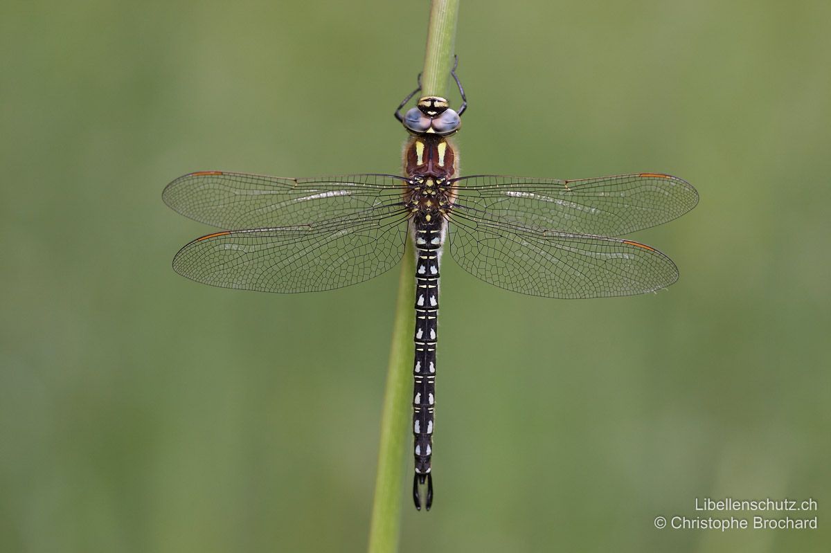 Früher Schilfjäger (Brachytron pratense), Männchen. Abdomen schwarz mit eher kleinen, mosaikartigen blauen Flecken. Das Abdomen ist an der Basis nicht tailliert, was für eine männliche Edellibelle sehr aussergewöhnlich ist und schon im Flug auffallen kann.