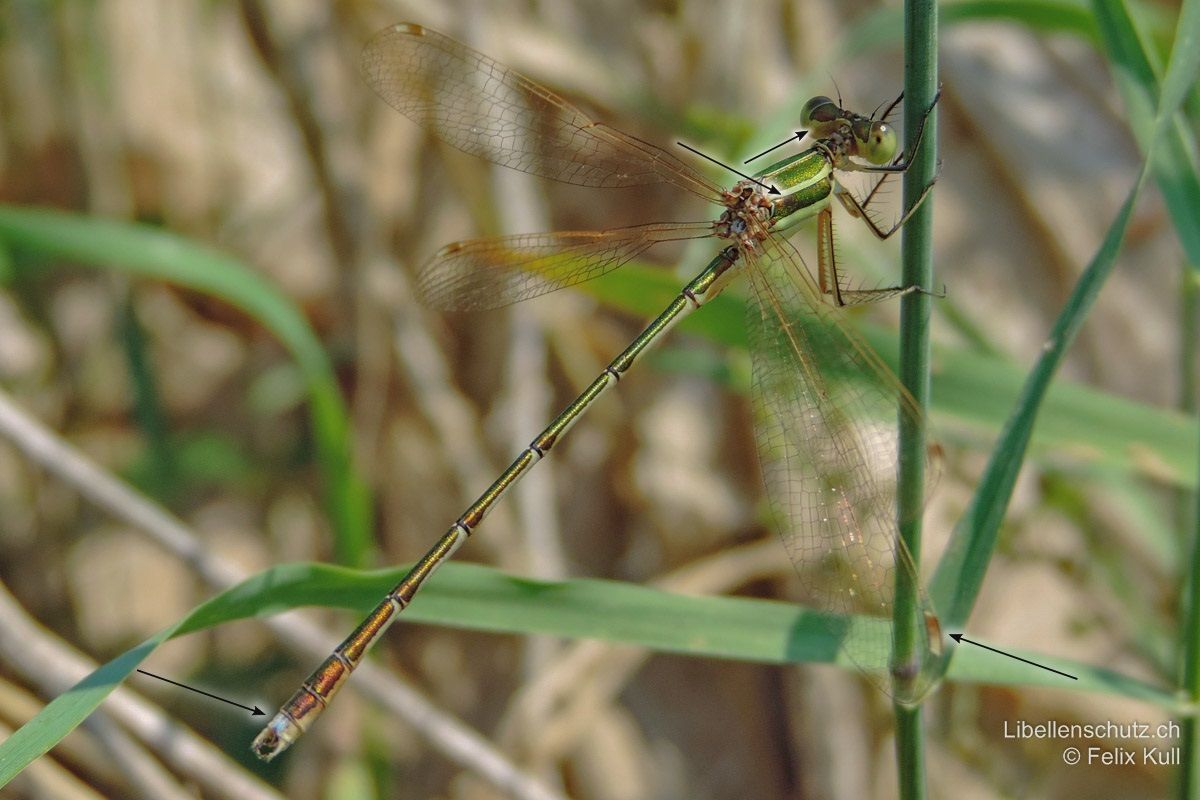 Südliche Binsenjungfer (Lestes barbarus), Männchen. Die Seiten der beiden hintersten Abdominalsegmente (S9 und S10) sind elfenbeinfarben/hell.