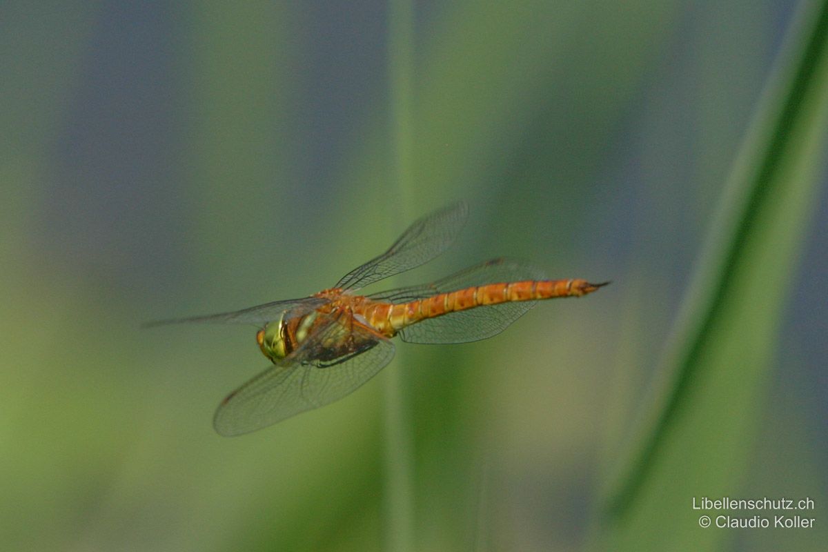 Keilflecklibelle (Isoaeschna isoceles), Männchen im Flug. Die Männchen sind ausdauernde Flieger und bleiben oft rüttelnd in der Luft stehen.