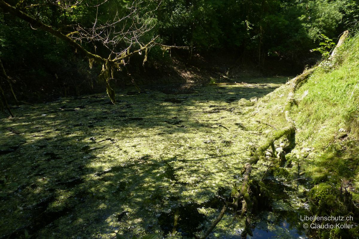 Weiher im Auenwald bei Brugg AG. Dieser Weiher liegt tief in einer Grube und ist von den umliegenden Bäumen fast dauernd beschattet. Das Wasser ist veralgt und die Ufer sind karg. Das Gewässer eignet sich höchstens für die Blaugrüne Mosaikjungfer (A. cyanea) zur Entwicklung.