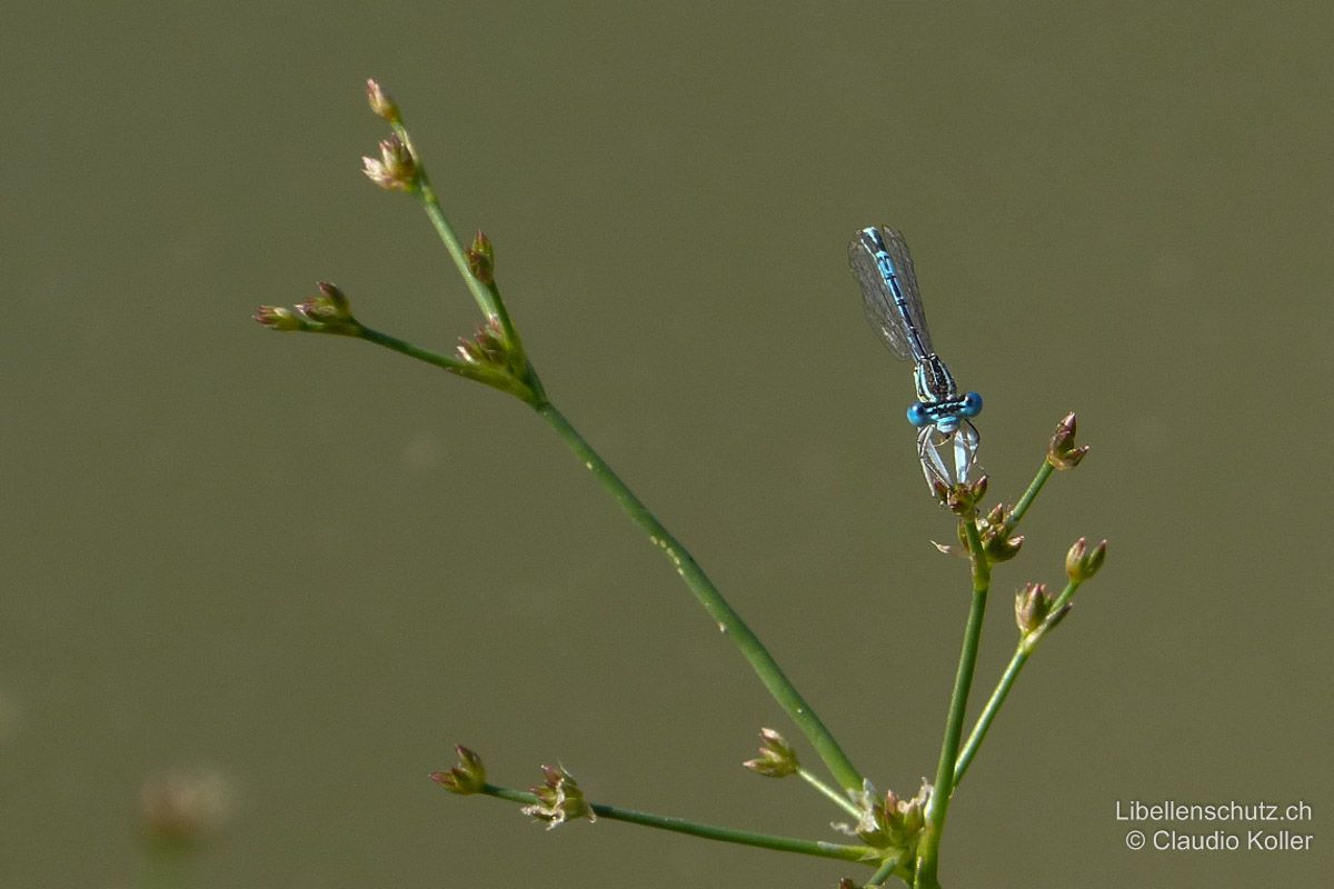 Blaue Federlibelle (Platycnemis pennipes), Männchen. Aus dieser Perspektive sind die verbreiterten weissen Schienen besonders gut sichtbar. Die Augen stehen bei dieser Art auffällig weit auseinander.