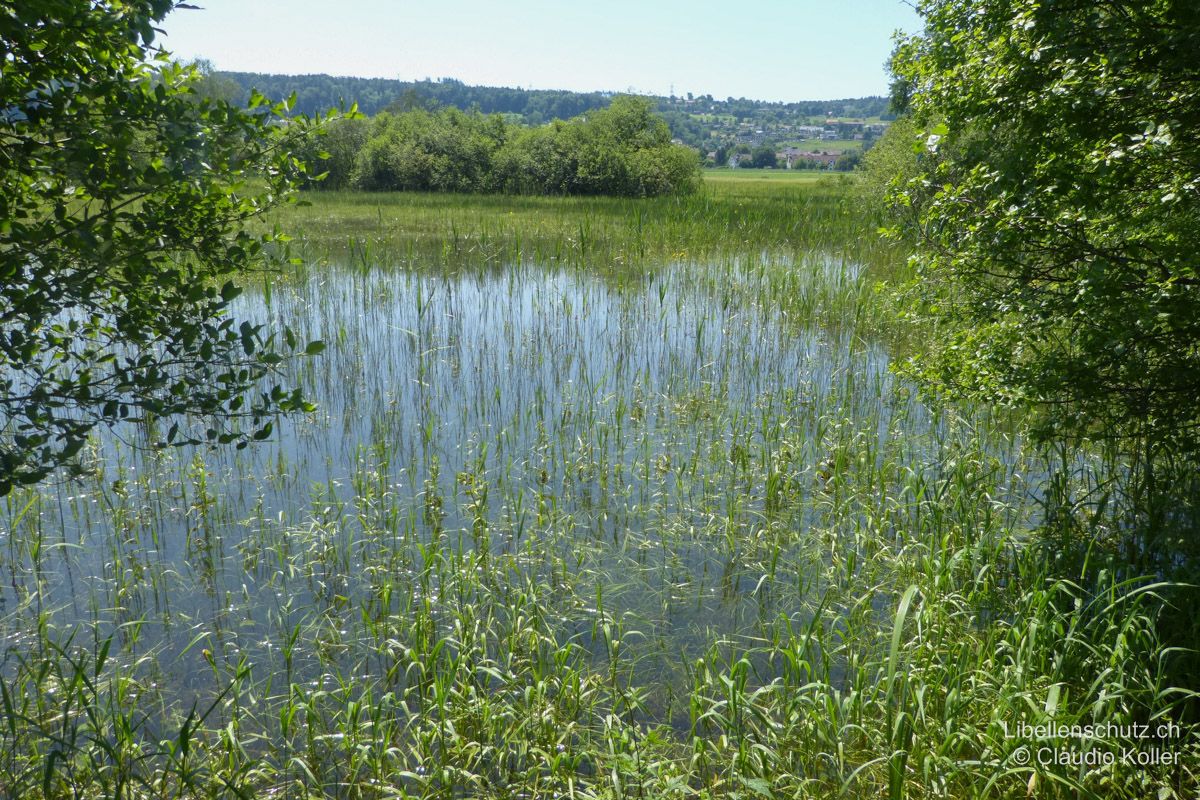 Überschwemmte Riedfläche am Greifensee bei Fällanden ZH. Bei Hochwasser werden die angrenzenden Flächen mittelgrosser Seen gelegentlich überschwemmt. Dies schafft vorübergehend ausgedehnte Lebensräume für viele Arten wie etwa Heidelibellen (Sympetrum spp.).