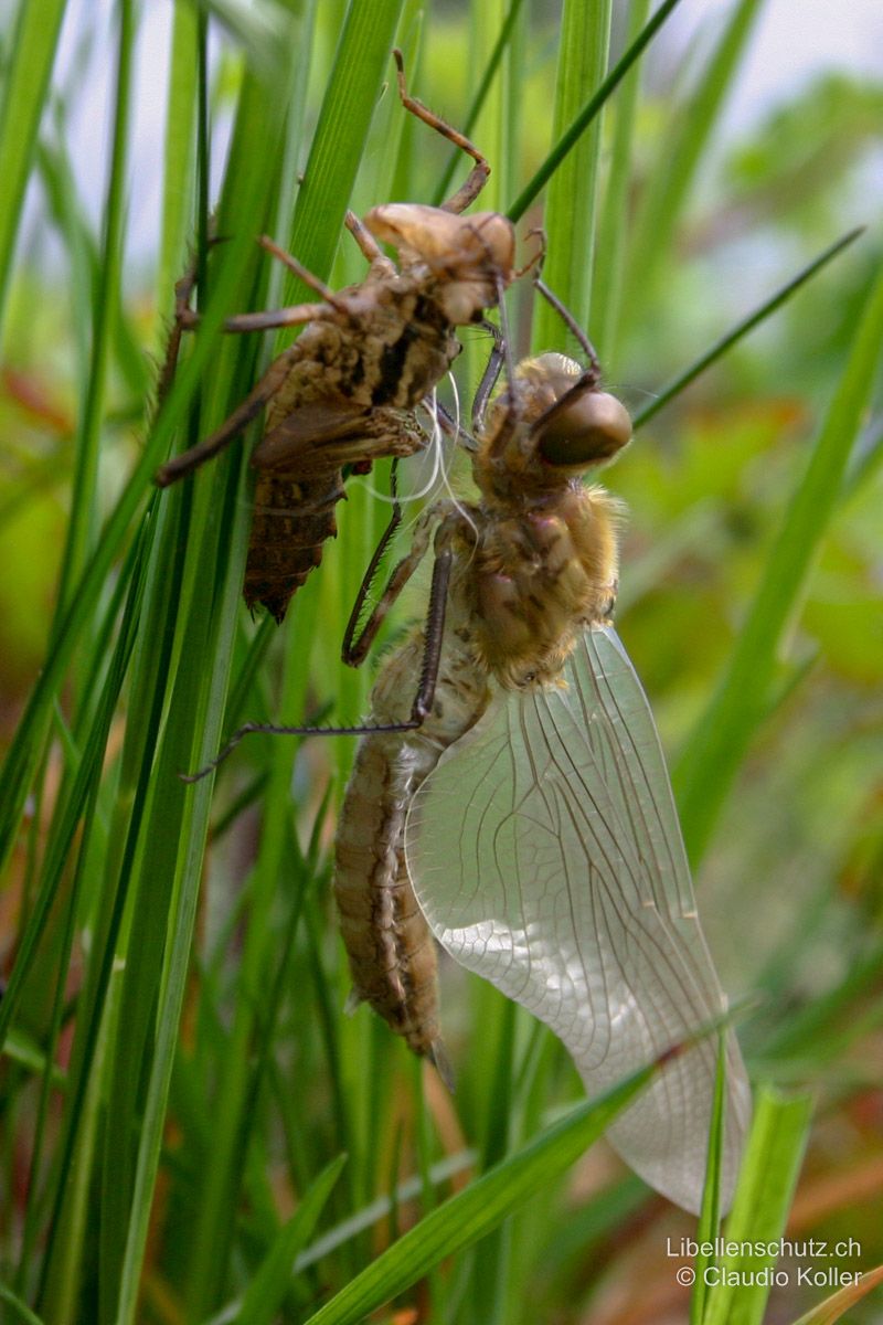 Falkenlibelle (Cordulia aenea), Jungtier. Frisch geschlüpftes Exemplar, noch ohne Färbung. Lange Haare am Thorax.