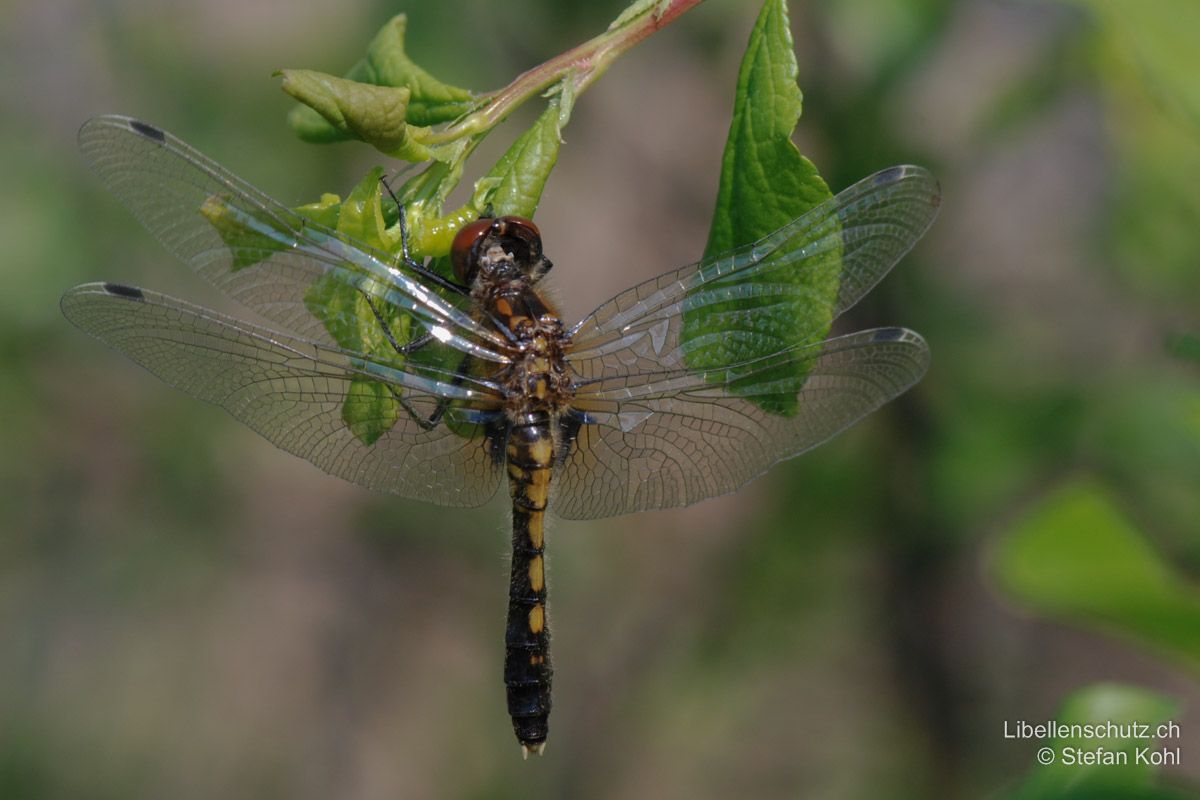 Zierliche Moosjungfer (Leucorrhinia caudalis), Weibchen. Junges Weibchen, die Augen sind noch rötlich. Hinterleib etwas weniger keulenförmig als beim Männchen. Pterostigmen schwarz mit weissen Aussenkanten (wie Leucorrhinia albifrons).