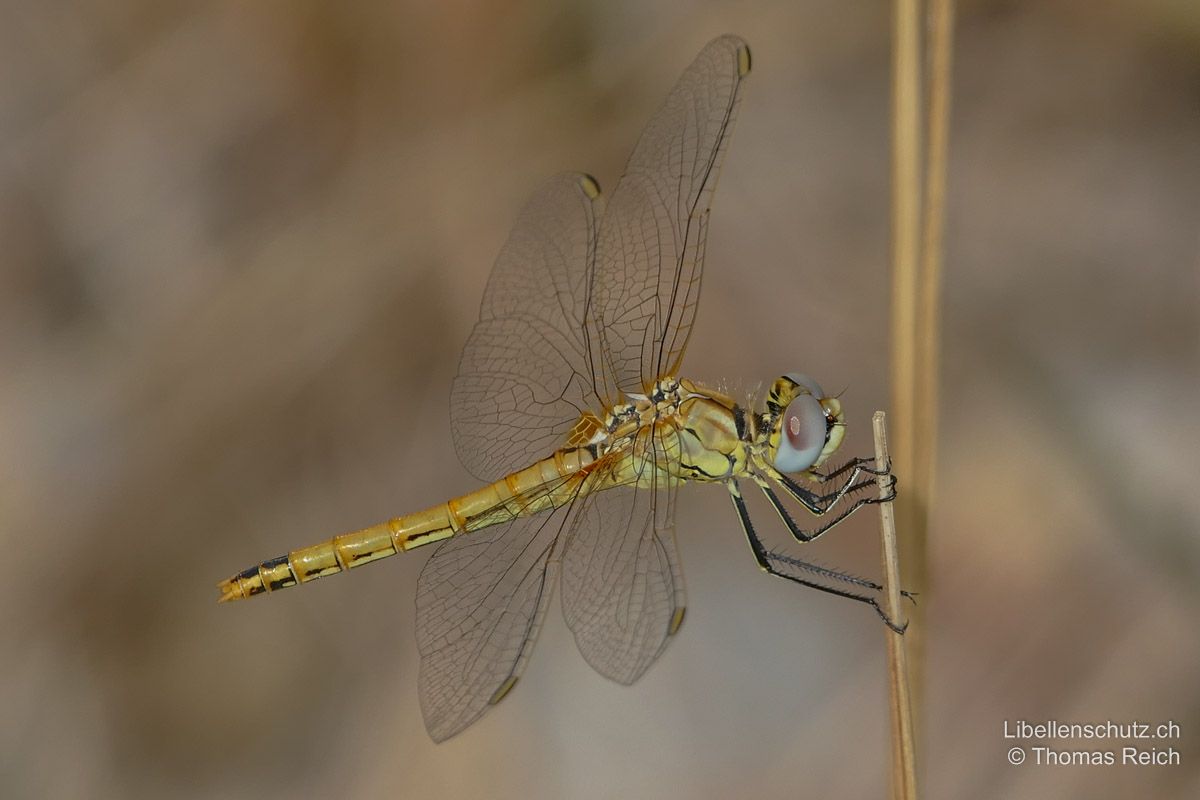 Frühe Heidelibelle (Sympetrum fonscolombii), Weibchen. Abdomen gelb, mit fast durchgehendem schwarzem Längsstrich auf beiden Seiten. Flügeladern an der Basis gelb. Typisch für die Art sind die gelb-schwarzen Beine und die rot-blauen Augen.