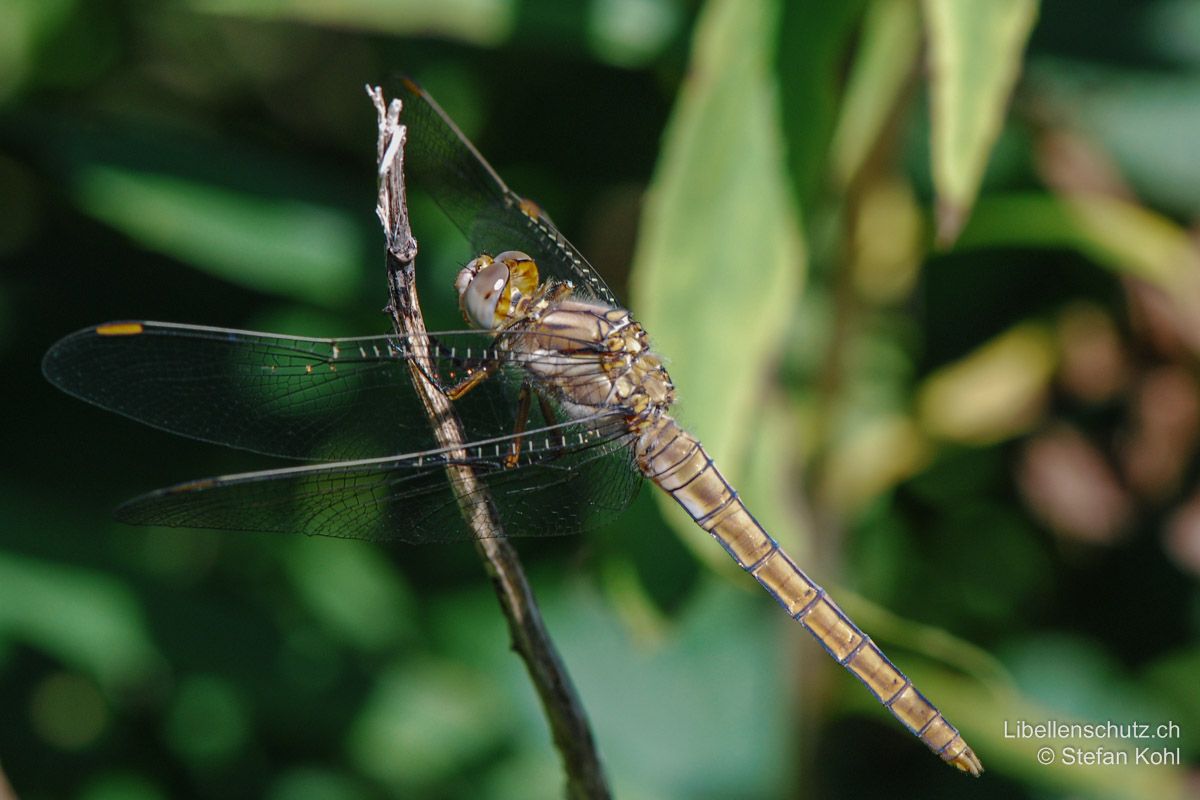 Südlicher Blaupfeil (Orthetrum brunneum), Jungtier. Junge Männchen sind ähnlich gefärbt wie die Weibchen. Die blaue Bereifung wird erst später ausgebildet.