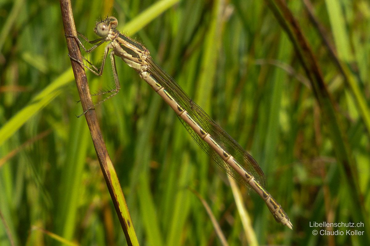 Gemeine Winterlibelle (Sympecma fusca), Jungtier. Bei Jungtieren kann die dunkelbraune Zeichnung je nach Lichteinfall besonders auf Fotos metallisch grün erscheinen. Dies kann zu Verwechslungen mit Arten der Gattung Lestes verleiten.