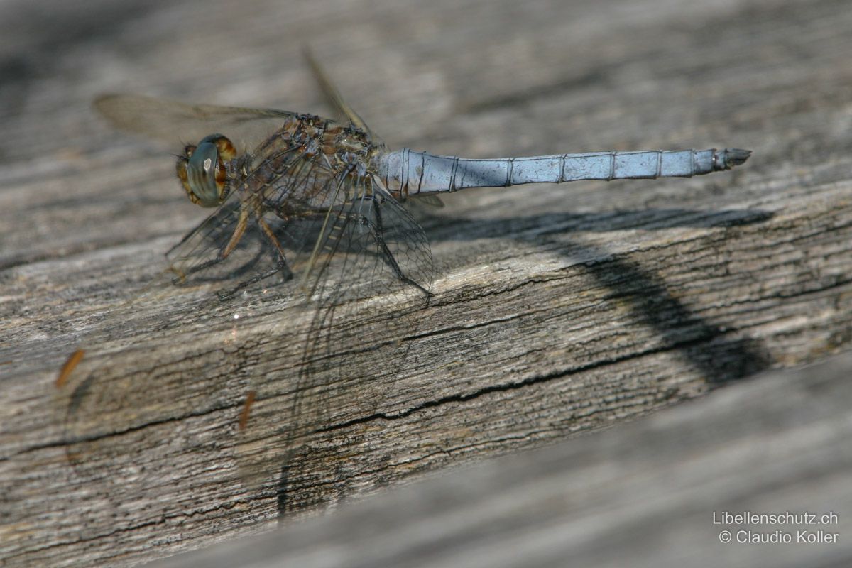 Kleiner Blaupfeil (Orthetrum coerulescens), Männchen. Abdomen komplett blau bereift, Thorax graubraun.